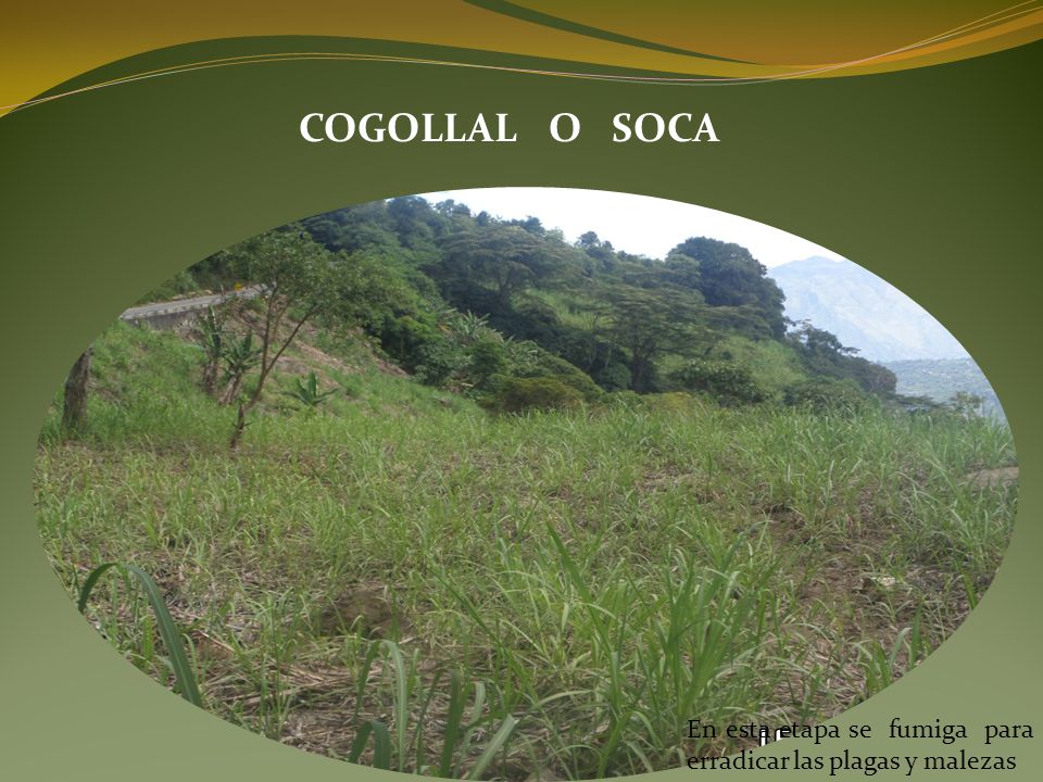 COGOLLAL O SOCA En esta etapa se fumiga para erradicar las plagas y malezas