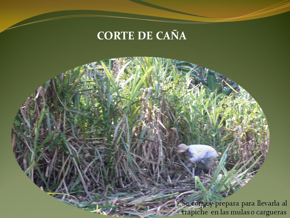CORTE DE CAÑA Se corta y prepara para llevarla al trapiche en las mulas o cargueras