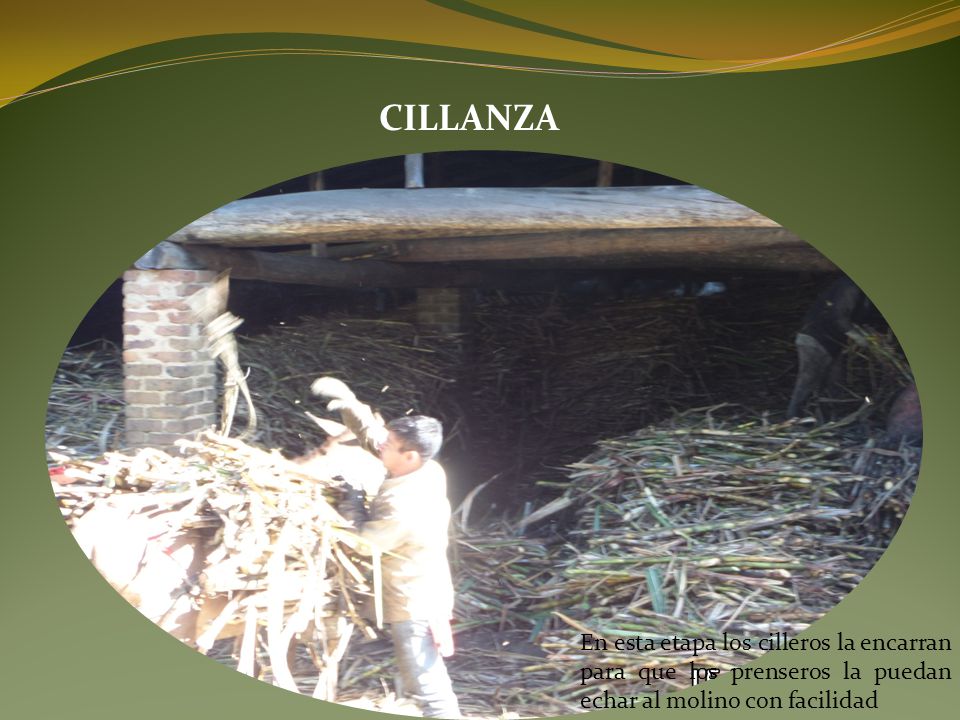 CILLANZA En esta etapa los cilleros la encarran para que los prenseros la puedan echar al molino con facilidad.