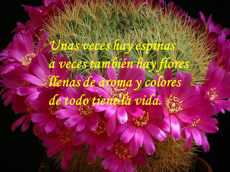 Unas veces hay espinas a veces también hay flores llenas de aroma y colores de todo tiene la vida.