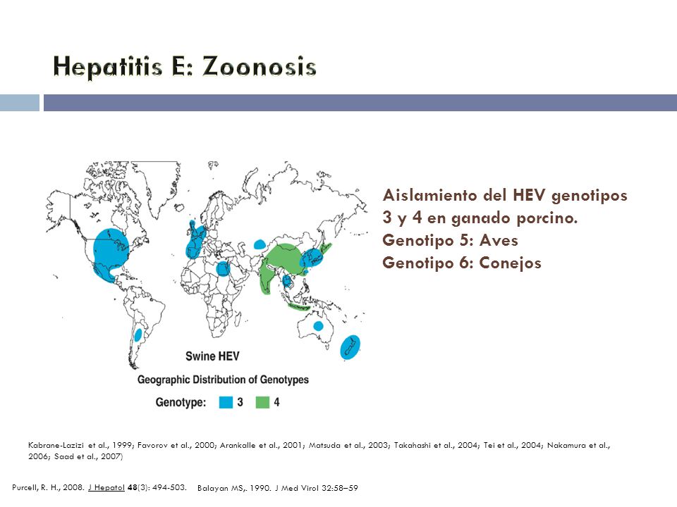 Hepatitis E: Zoonosis Aislamiento del HEV genotipos 3 y 4 en ganado porcino. Genotipo 5: Aves. Genotipo 6: Conejos.