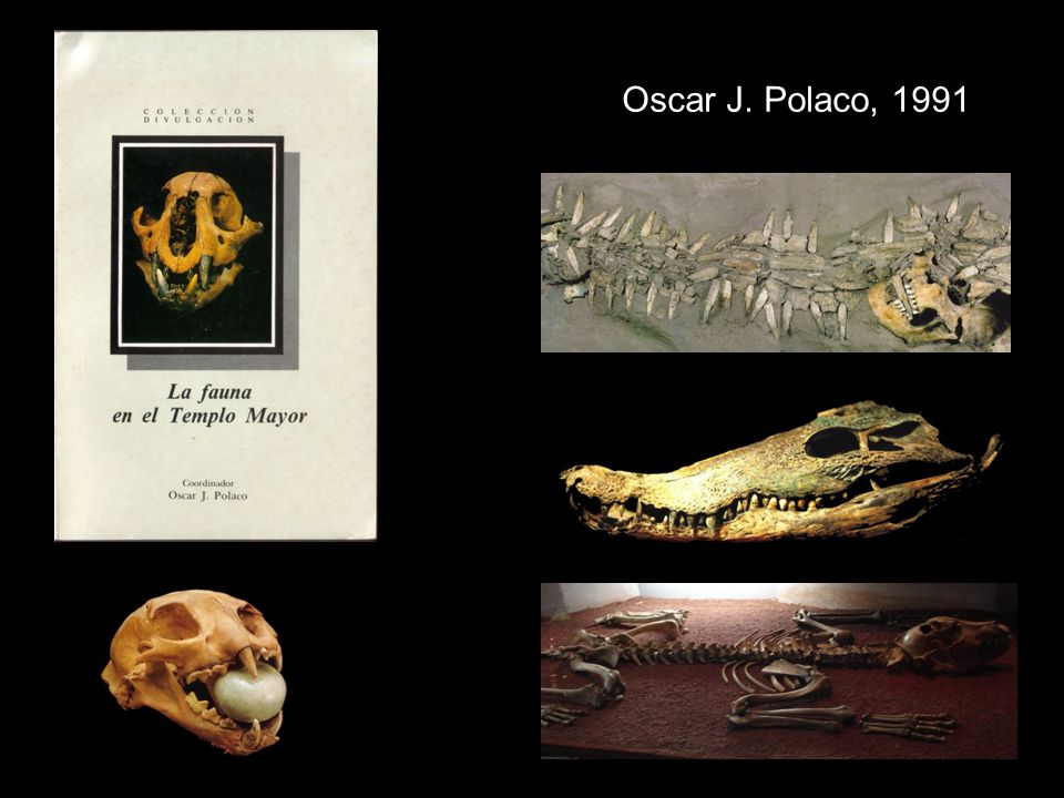 Oscar J. Polaco, 1991