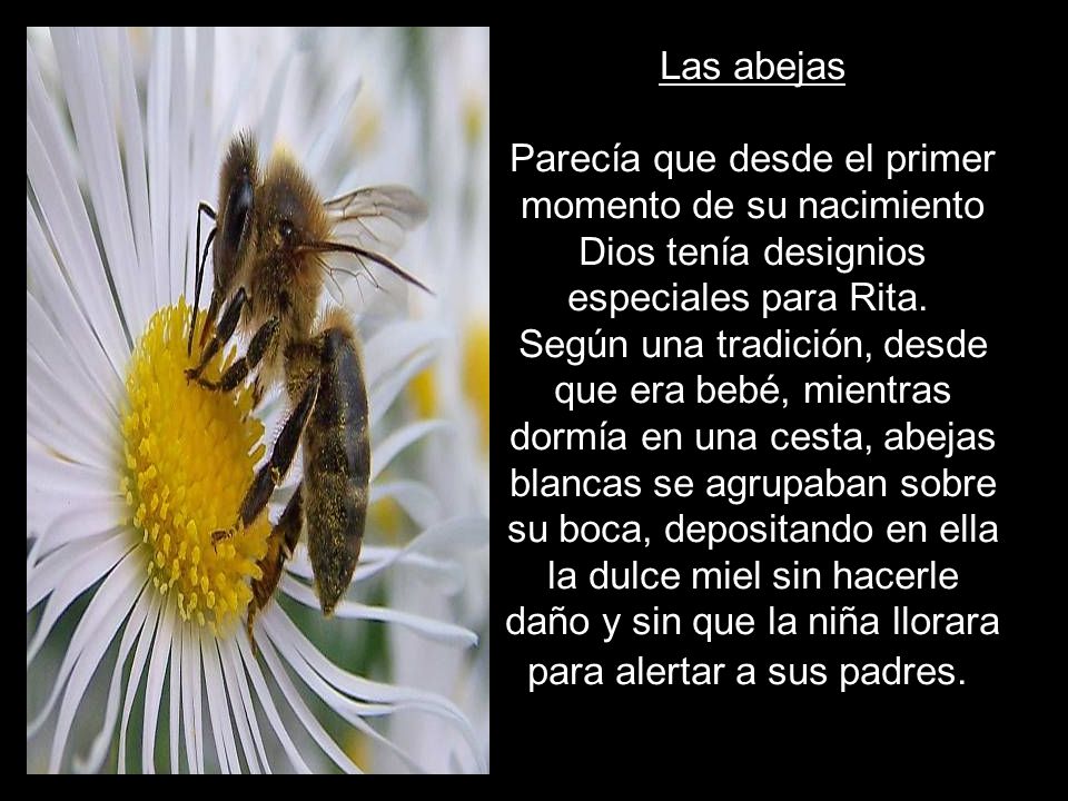 Las abejas Parecía que desde el primer momento de su nacimiento Dios tenía designios especiales para Rita.