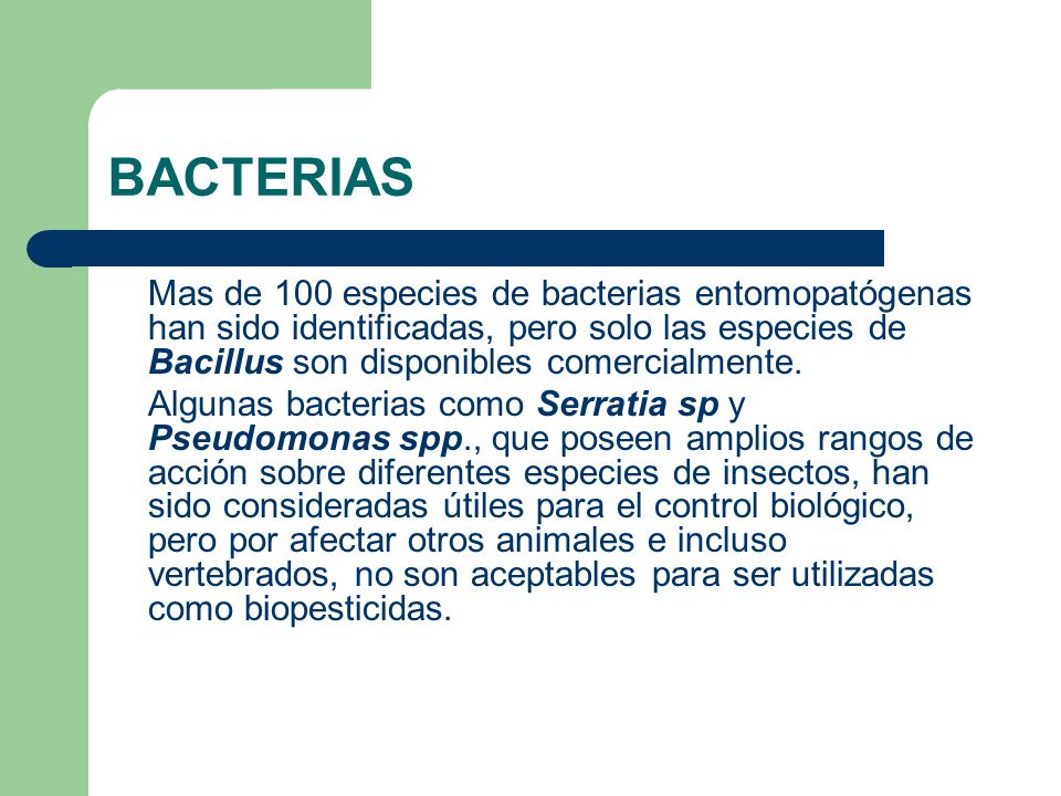 BACTERIAS Mas de 100 especies de bacterias entomopatógenas han sido identificadas, pero solo las especies de Bacillus son disponibles comercialmente.