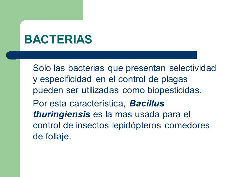 BACTERIAS Solo las bacterias que presentan selectividad y especificidad en el control de plagas pueden ser utilizadas como biopesticidas.