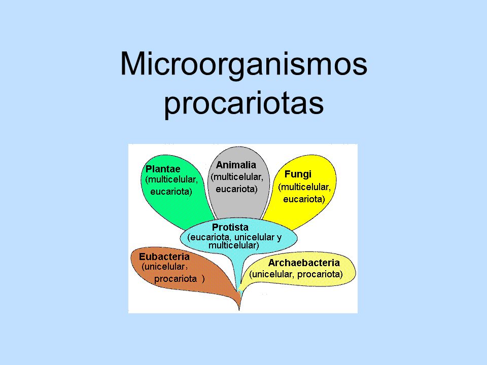 Microorganismos procariotas