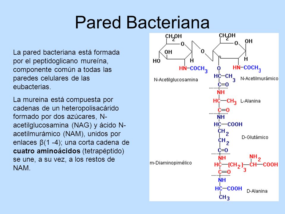 Pared Bacteriana La pared bacteriana está formada por el peptidoglicano mureína, componente común a todas las paredes celulares de las eubacterias.