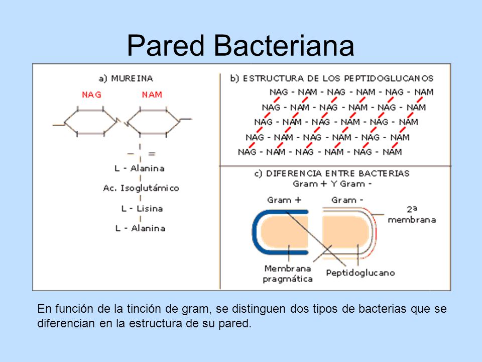 Pared Bacteriana En función de la tinción de gram, se distinguen dos tipos de bacterias que se diferencian en la estructura de su pared.