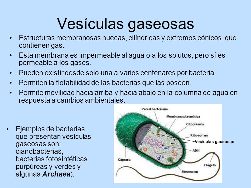 Vesículas gaseosas Estructuras membranosas huecas, cilíndricas y extremos cónicos, que contienen gas.