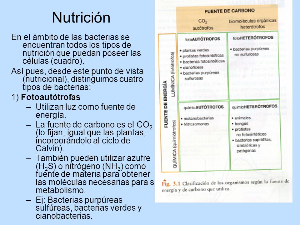 Nutrición En el ámbito de las bacterias se encuentran todos los tipos de nutrición que puedan poseer las células (cuadro).