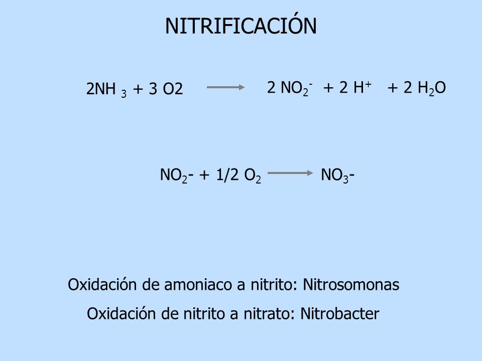 NITRIFICACIÓN 2 NO H+ + 2 H2O 2NH O2 NO2- + 1/2 O2 NO3-