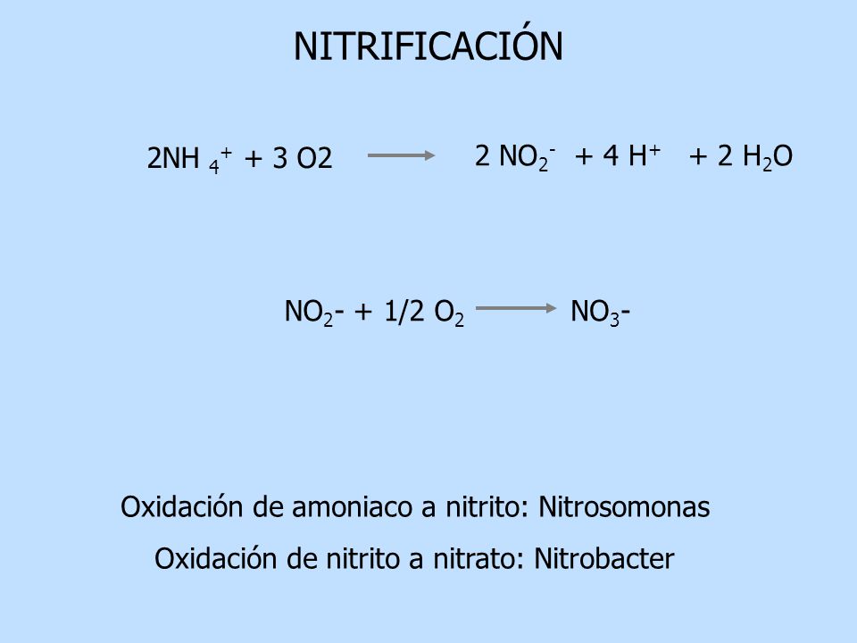 NITRIFICACIÓN 2 NO H+ + 2 H2O 2NH O2 NO2- + 1/2 O2 NO3-