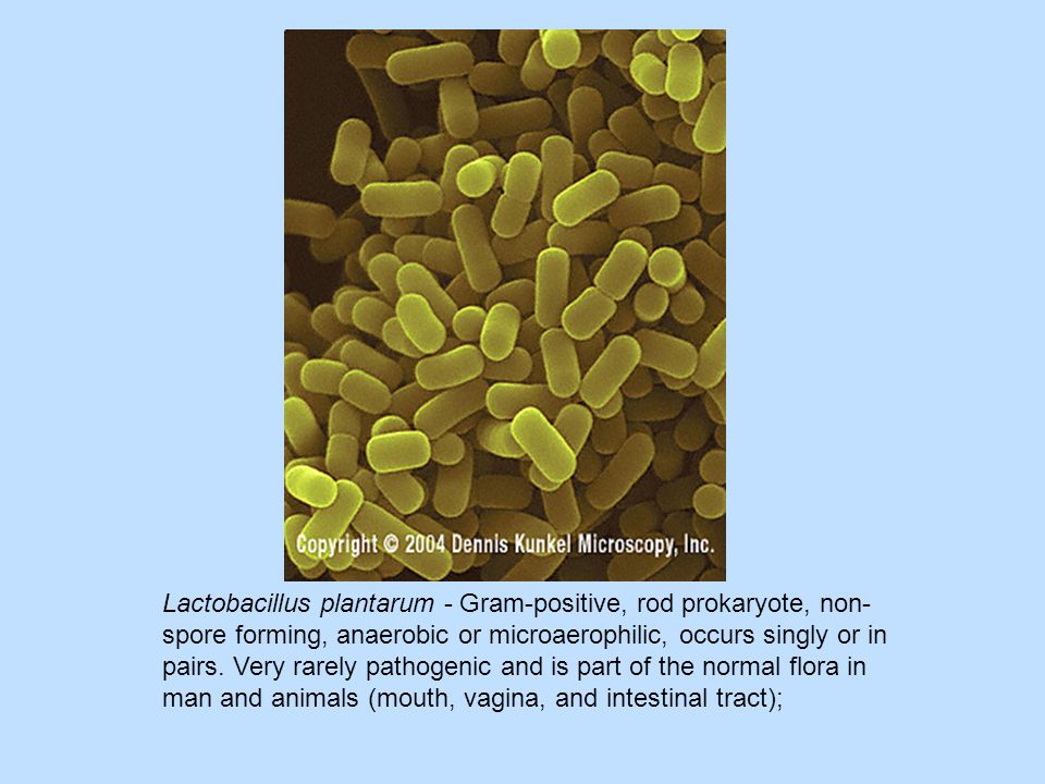 Lactobacillus plantarum - Gram-positive, rod prokaryote, non- spore forming, anaerobic or microaerophilic, occurs singly or in pairs.