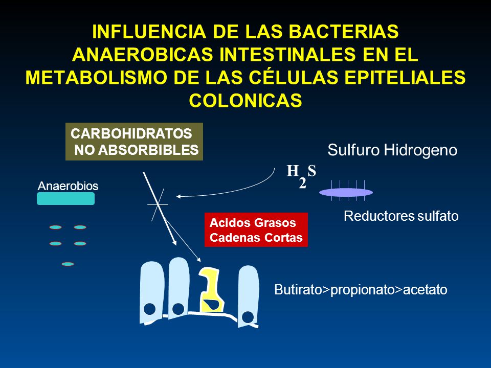 INFLUENCIA DE LAS BACTERIAS ANAEROBICAS INTESTINALES EN EL METABOLISMO DE LAS CÉLULAS EPITELIALES COLONICAS