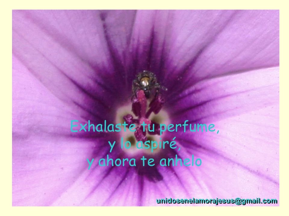Exhalaste tu perfume, y lo aspiré, y ahora te anhelo