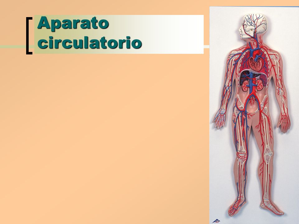 Aparato circulatorio