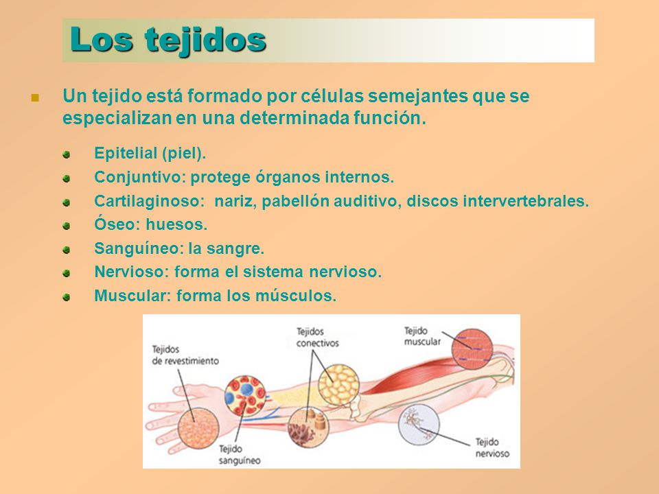 Los tejidos Un tejido está formado por células semejantes que se especializan en una determinada función.