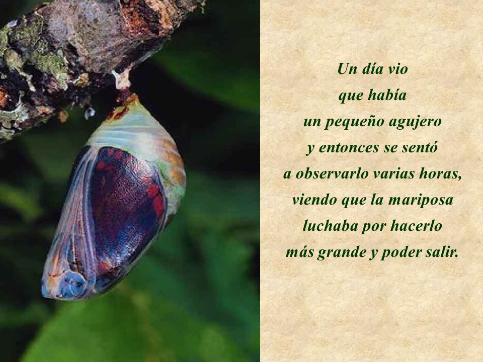 a observarlo varias horas, viendo que la mariposa luchaba por hacerlo