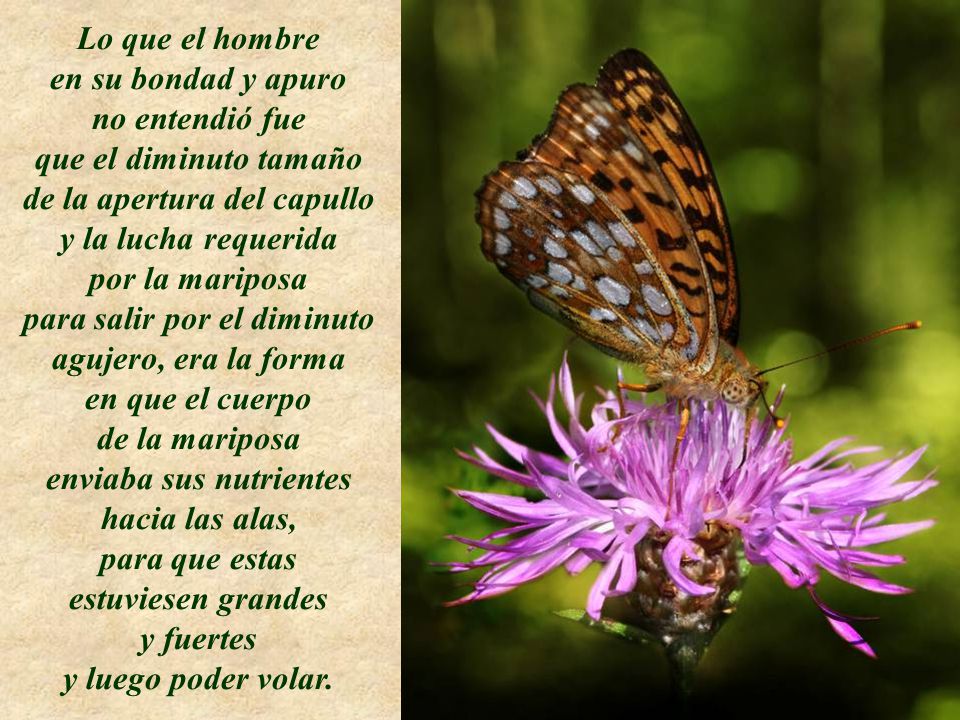 de la apertura del capullo y la lucha requerida por la mariposa