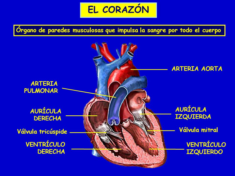 EL CORAZÓN Órgano de paredes musculosas que impulsa la sangre por todo el cuerpo. ARTERIA AORTA. ARTERIA PULMONAR.