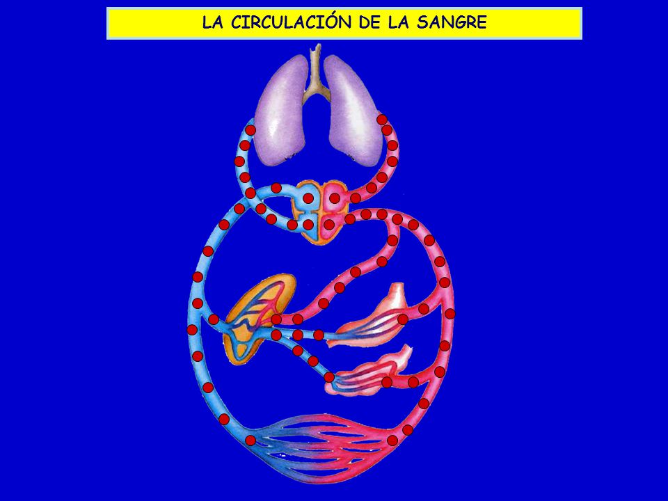 LA CIRCULACIÓN DE LA SANGRE