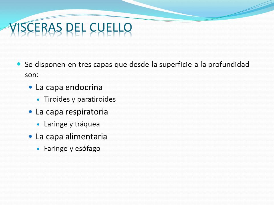 VISCERAS DEL CUELLO La capa endocrina La capa respiratoria
