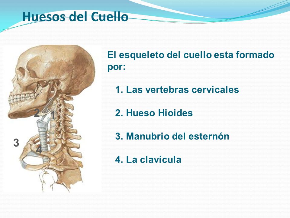 Huesos del Cuello El esqueleto del cuello esta formado por: