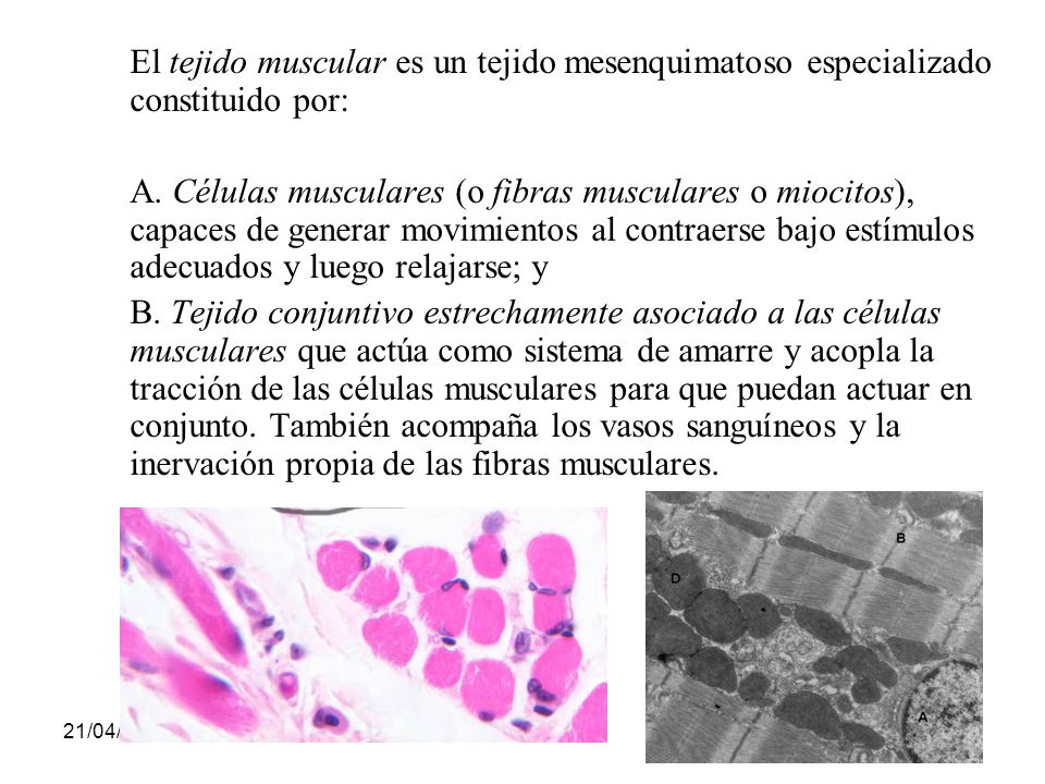 El tejido muscular es un tejido mesenquimatoso especializado constituido por: