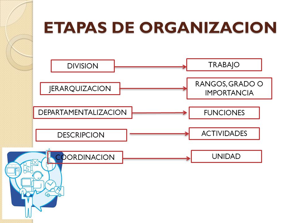 ETAPAS DE ORGANIZACION