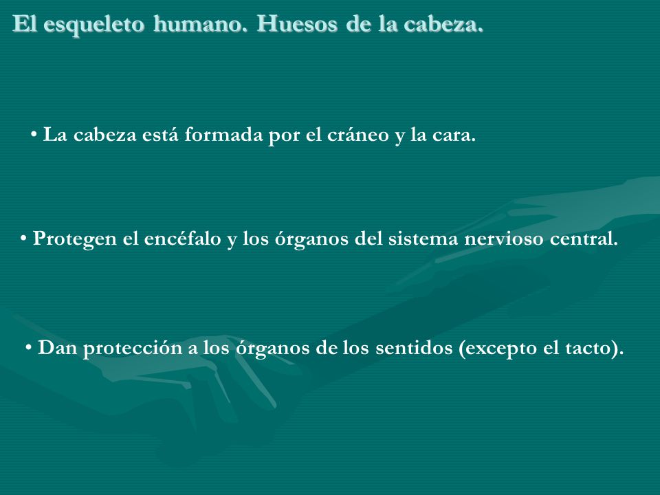 El esqueleto humano. Huesos de la cabeza.