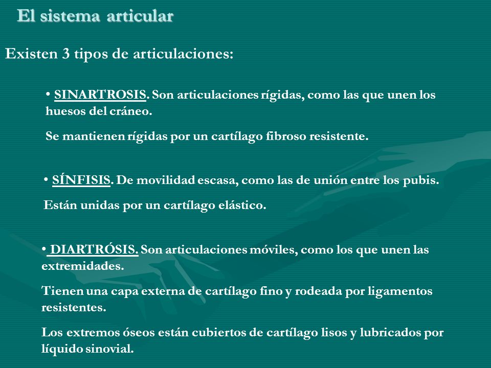 El sistema articular Existen 3 tipos de articulaciones: