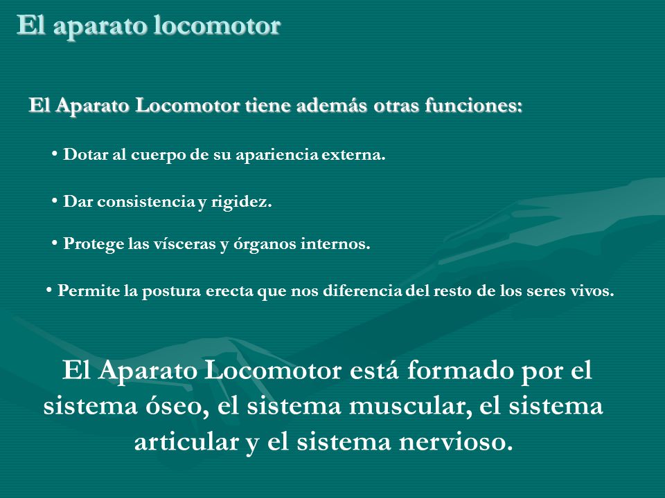 El aparato locomotor El Aparato Locomotor tiene además otras funciones: Dotar al cuerpo de su apariencia externa.