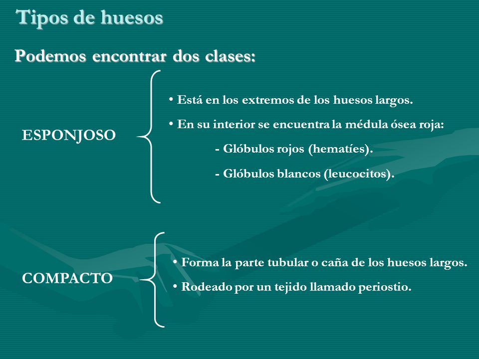 Tipos de huesos Podemos encontrar dos clases: ESPONJOSO COMPACTO