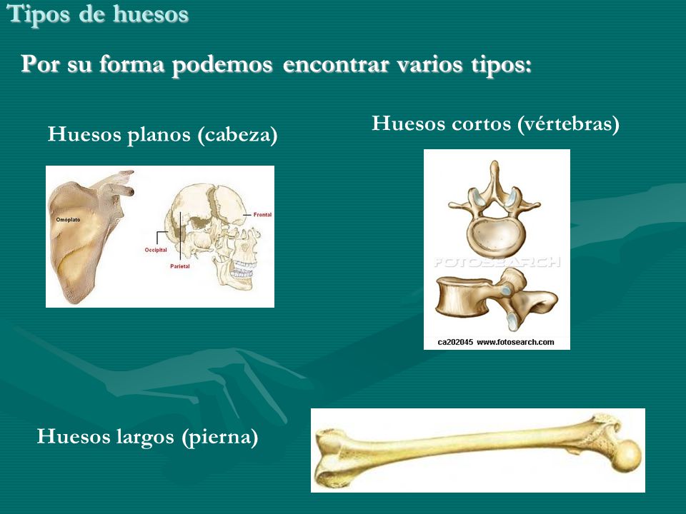 Por su forma podemos encontrar varios tipos: