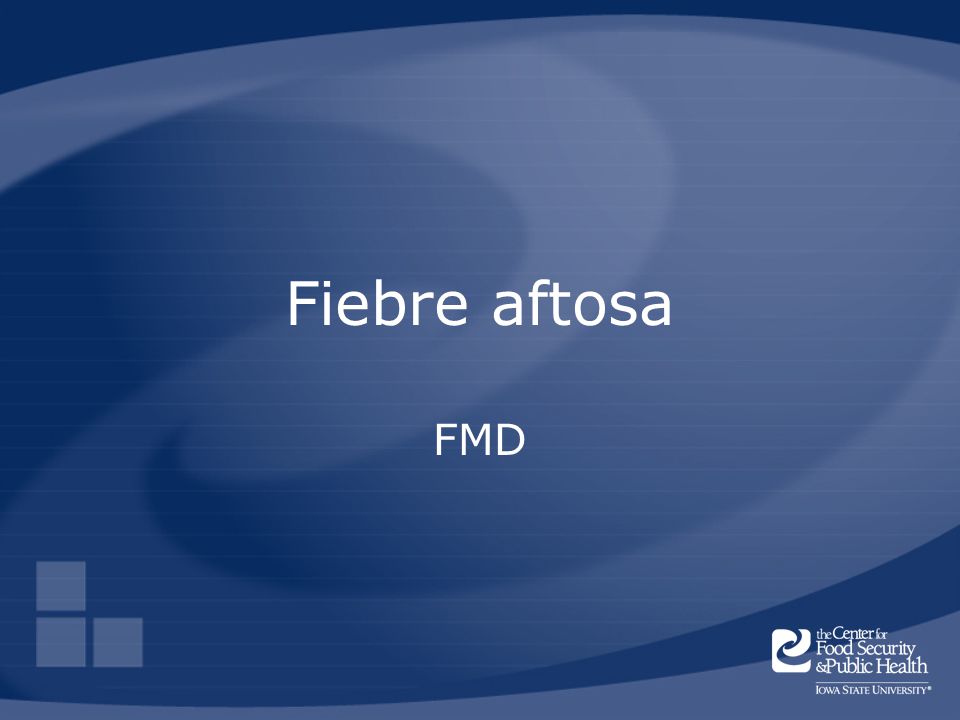 Fiebre aftosa FMD Foot-and-mouth disease is often referred to as FMD.