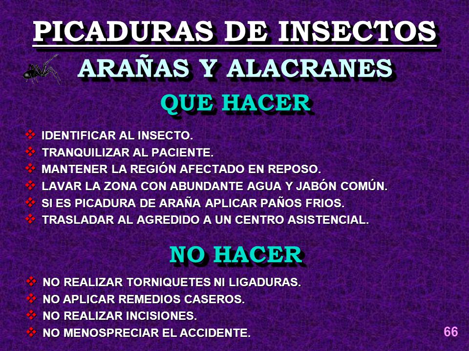 PICADURAS DE INSECTOS ARAÑAS Y ALACRANES QUE HACER NO HACER 66
