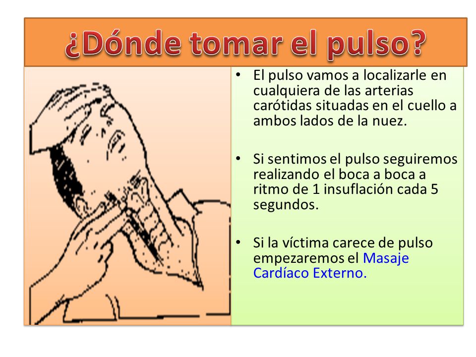 ¿Dónde tomar el pulso El pulso vamos a localizarle en cualquiera de las arterias carótidas situadas en el cuello a ambos lados de la nuez.