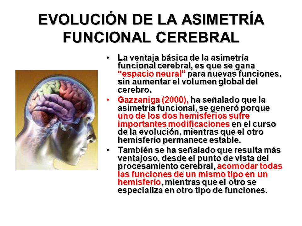 EVOLUCIÓN DE LA ASIMETRÍA FUNCIONAL CEREBRAL
