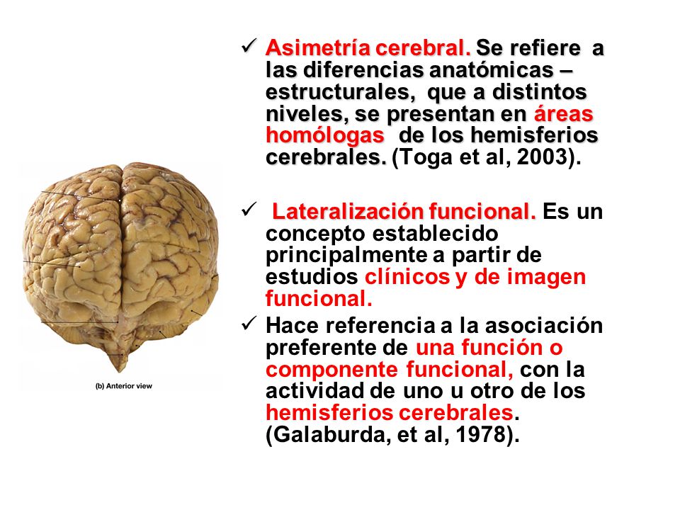 Asimetría cerebral. Se refiere a las diferencias anatómicas – estructurales, que a distintos niveles, se presentan en áreas homólogas de los hemisferios cerebrales. (Toga et al, 2003).