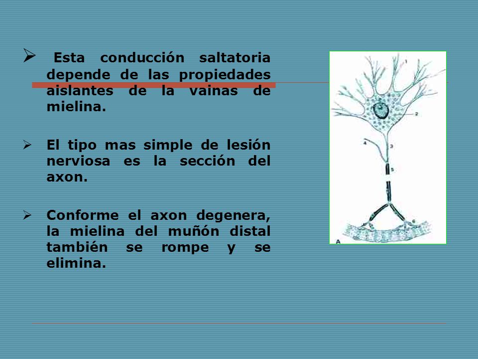 Esta conducción saltatoria depende de las propiedades aislantes de la vainas de mielina.