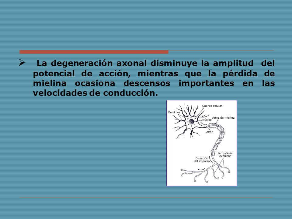 La degeneración axonal disminuye la amplitud del potencial de acción, mientras que la pérdida de mielina ocasiona descensos importantes en las velocidades de conducción.