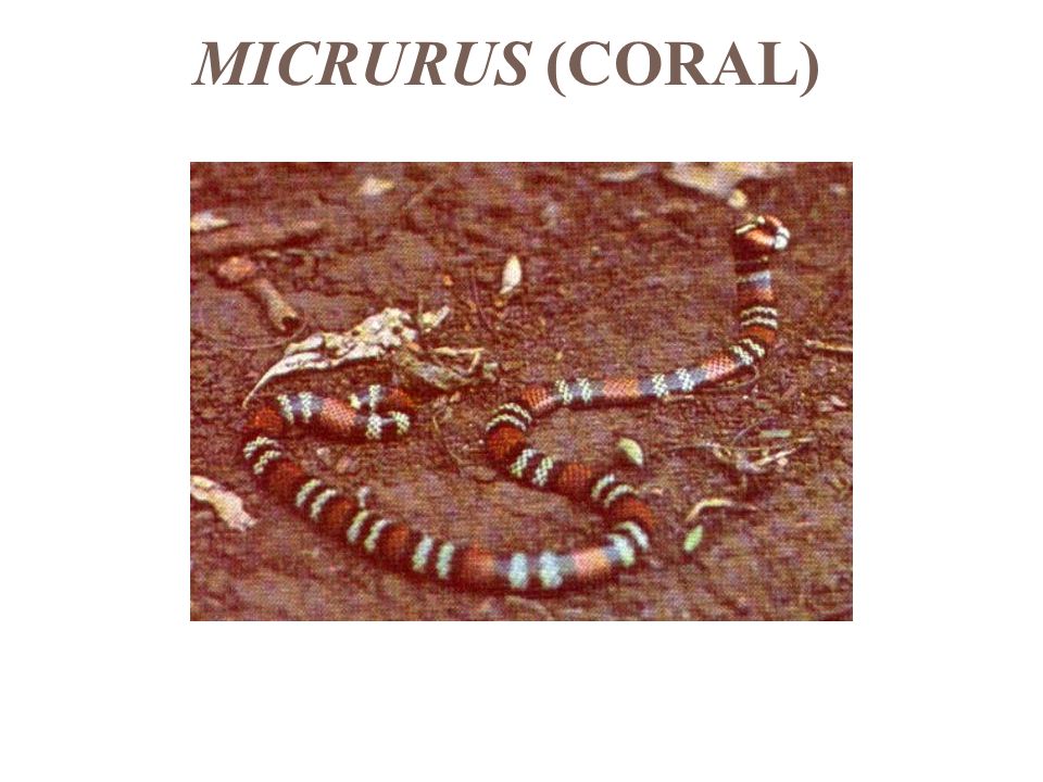 MICRURUS (CORAL)