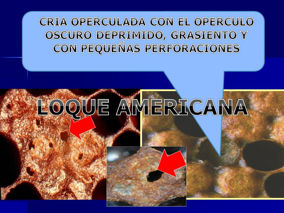 CRIA OPERCULADA CON EL OPERCULO OSCURO DEPRIMIDO, GRASIENTO Y CON PEQUEÑAS PERFORACIONES
