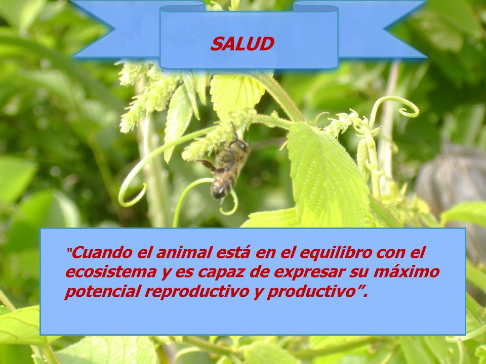 SALUD Cuando el animal está en el equilibro con el ecosistema y es capaz de expresar su máximo potencial reproductivo y productivo .