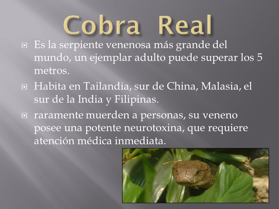 Cobra Real Es la serpiente venenosa más grande del mundo, un ejemplar adulto puede superar los 5 metros.