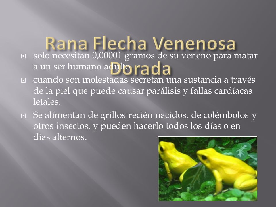 Rana Flecha Venenosa Dorada