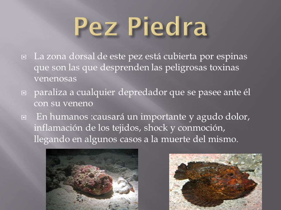 Pez Piedra La zona dorsal de este pez está cubierta por espinas que son las que desprenden las peligrosas toxinas venenosas.