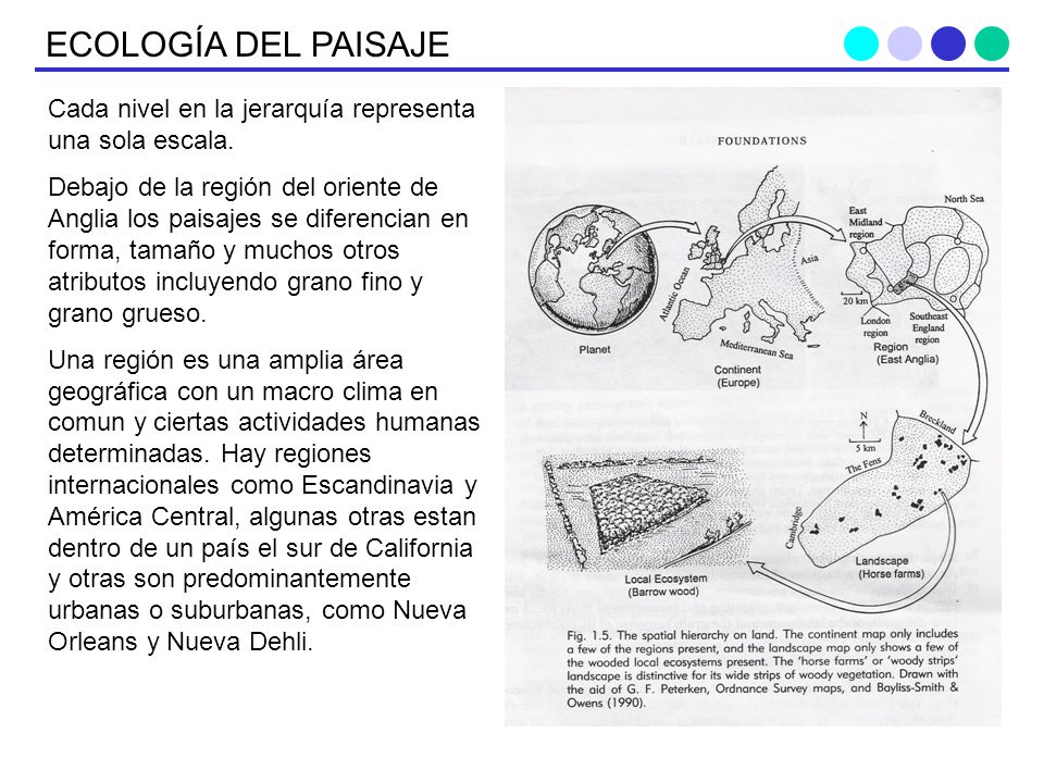 ECOLOGÍA DEL PAISAJE Cada nivel en la jerarquía representa una sola escala.