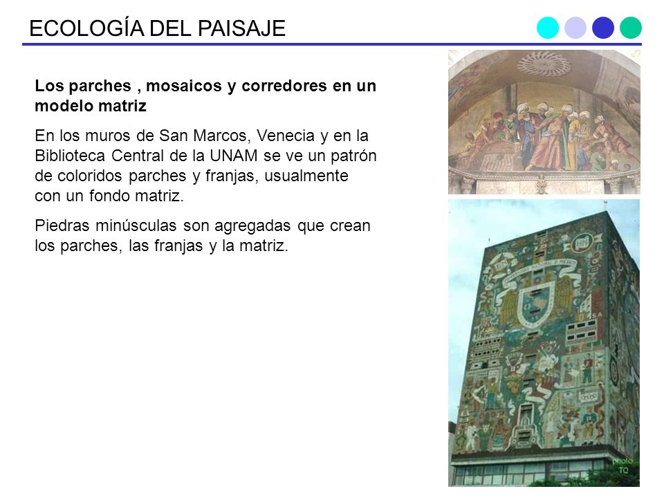 ECOLOGÍA DEL PAISAJE Los parches , mosaicos y corredores en un modelo matriz.