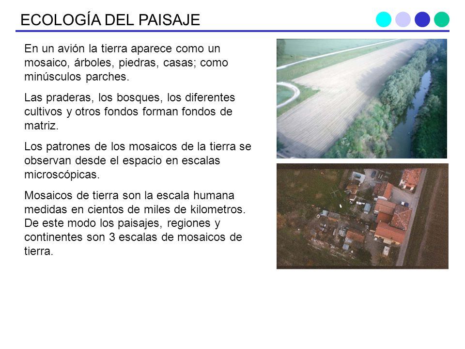 ECOLOGÍA DEL PAISAJE En un avión la tierra aparece como un mosaico, árboles, piedras, casas; como minúsculos parches.